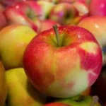 Manzanas frescas para transformación en zumos y compotas