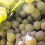 Uva blanca destinada a transformación industrial y producción de mosto