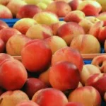 Nectarinas seleccionadas para industria de compotas y zumos