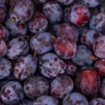 Ciruelas maduras para conservas, zumos y mermeladas industriales