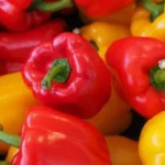 Pimientos rojos, amarillos y verdes para la industria agroalimentaria