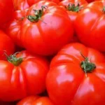 Tomates rojos frescos para transformación en industria alimentaria
